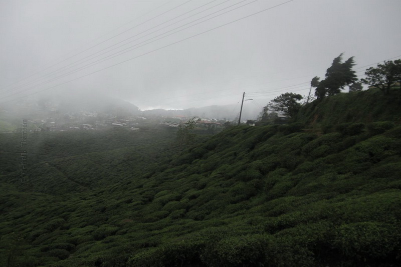 Sri Lanka, Tea plantations